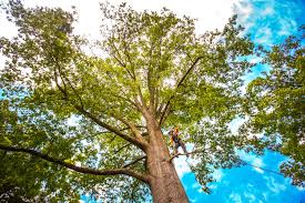 Best Storm Damage Tree Cleanup  in Toppenish, WA