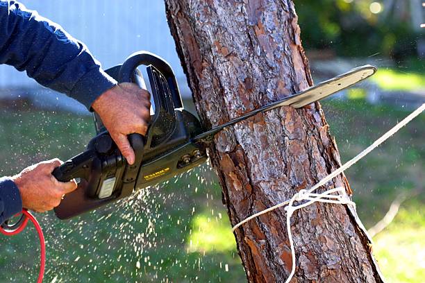 Best Grass Overseeding  in Toppenish, WA