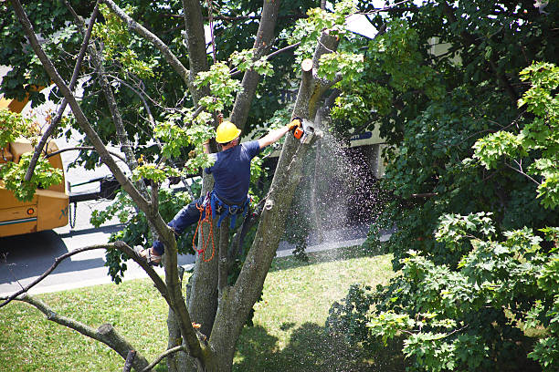 Best Tree Removal  in Toppenish, WA