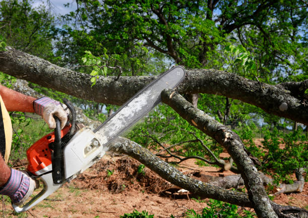 How Our Tree Care Process Works  in  Toppenish, WA